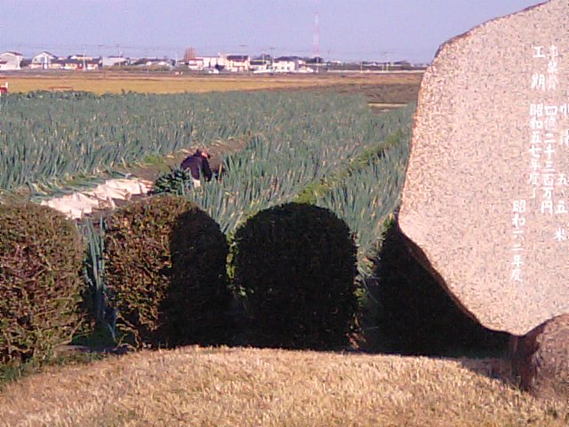 愛媛県西条市の長ネギ（根ぶかねぎ）の収穫の畑…2012・12・1_f0231709_1815403.jpg