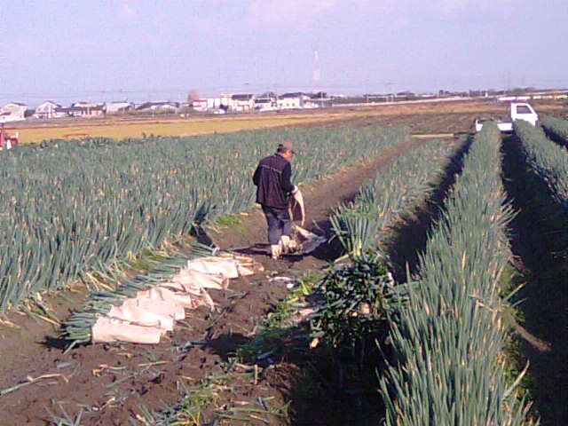 愛媛県西条市の長ネギ（根ぶかねぎ）の収穫の畑…2012・12・1_f0231709_18164612.jpg