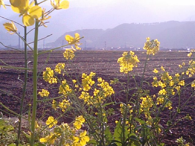 愛媛県西条市の長ネギ（根ぶかねぎ）の収穫の畑…2012・12・1_f0231709_18191710.jpg