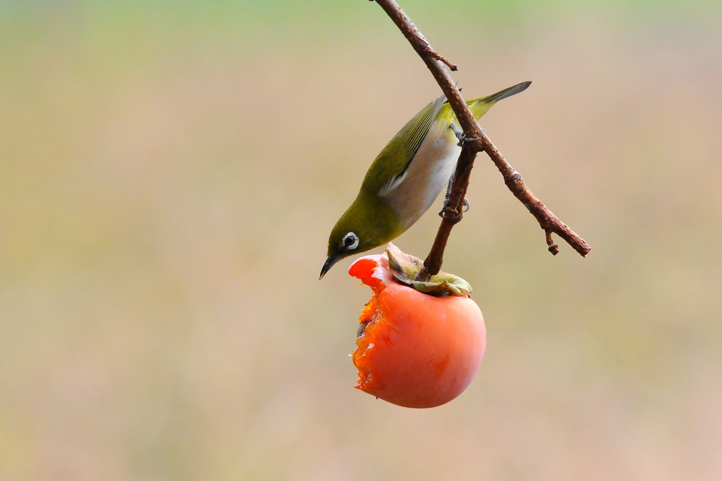 野鳥メジロ　自宅で_a0189912_14392577.jpg