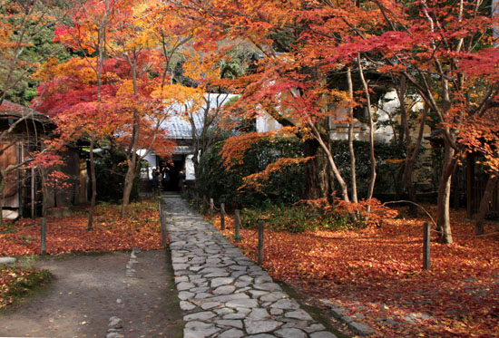 紅葉だより62 蓮華寺 散りモミジ_e0048413_1950275.jpg