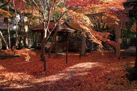 紅葉だより62 蓮華寺 散りモミジ_e0048413_19503740.jpg