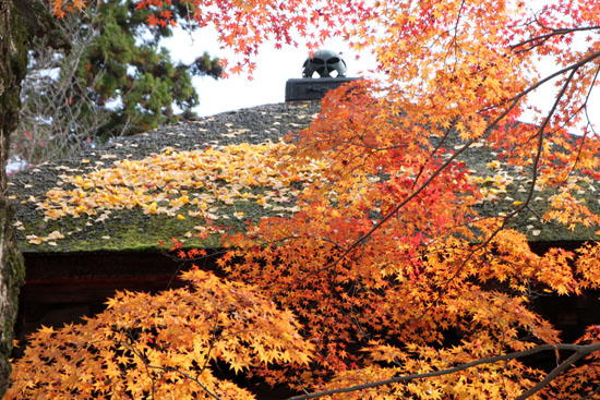 紅葉だより62 蓮華寺 散りモミジ_e0048413_19504930.jpg