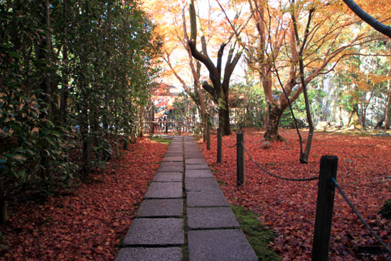 紅葉だより62 蓮華寺 散りモミジ_e0048413_19515466.jpg