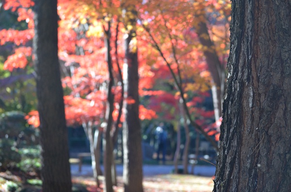 平林寺_c0223117_13375197.jpg