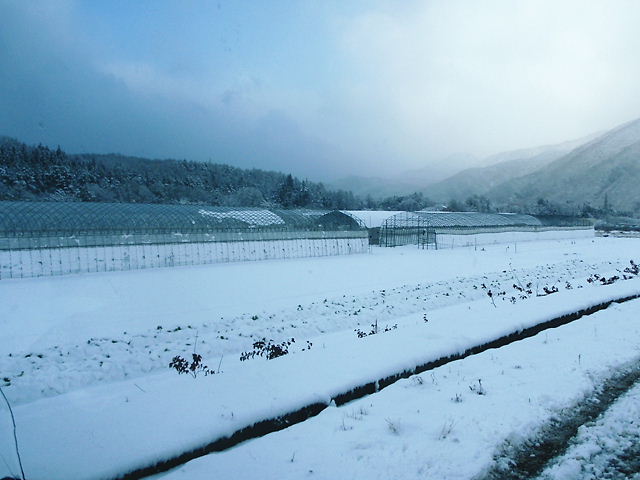本格的な雪!_a0256619_202565.jpg