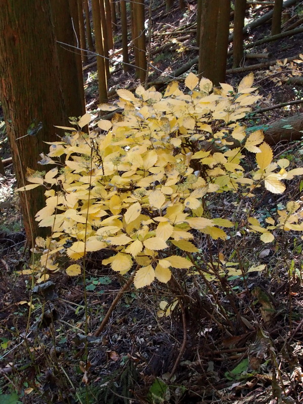 c0085622_2144217.jpg
