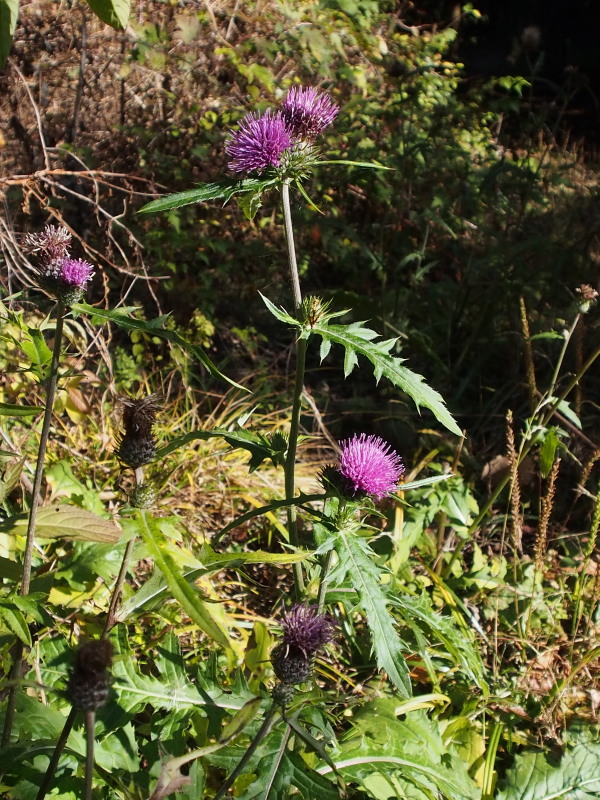 c0085622_21444061.jpg