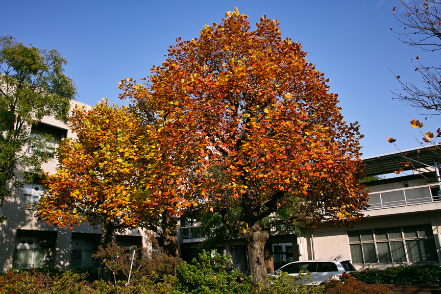 千葉大学園芸学部の秋　2012_c0223825_21159100.jpg