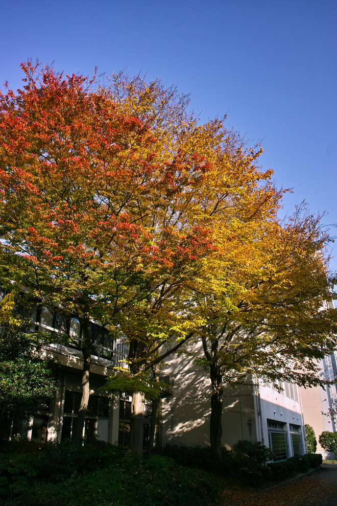 千葉大学園芸学部の秋　2012_c0223825_2155190.jpg