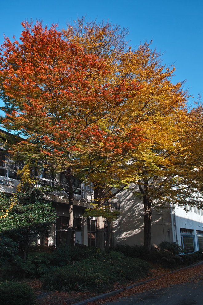 千葉大学園芸学部の秋　2012_c0223825_2201988.jpg