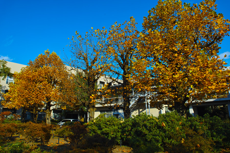 千葉大学園芸学部の秋　2012_c0223825_224217.jpg