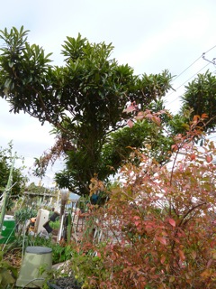 f0235026_12305923.jpg