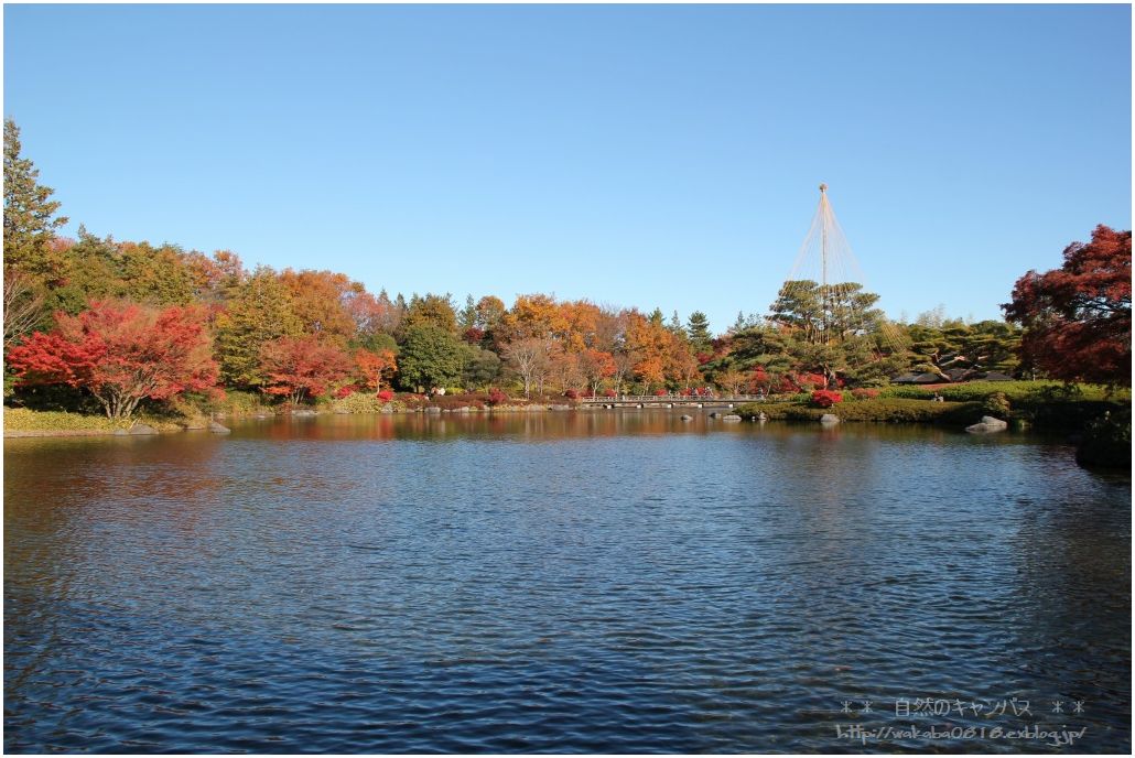 昭和記念公園の中の日本庭園の紅葉！！！_e0052135_15321729.jpg