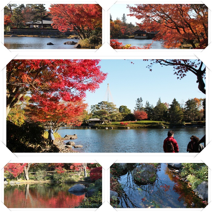 昭和記念公園の中の日本庭園の紅葉！！！_e0052135_15342287.jpg