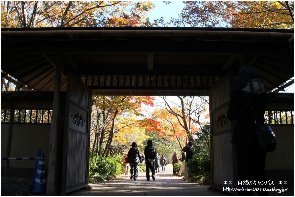 昭和記念公園の中の日本庭園の紅葉！！！_e0052135_15373086.jpg