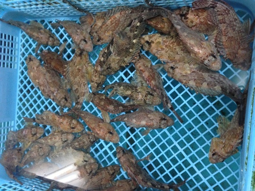 コツバメ カテゴリー編_d0254540_19564756.jpg