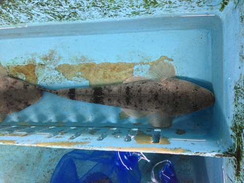 コツバメ カテゴリー編_d0254540_1959201.jpg