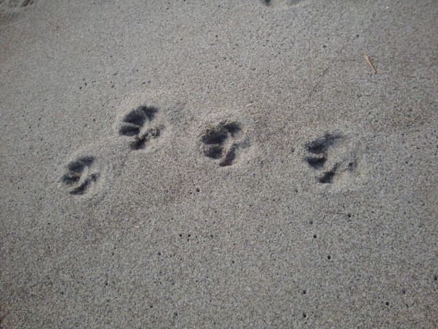 e0158841_9451753.jpg