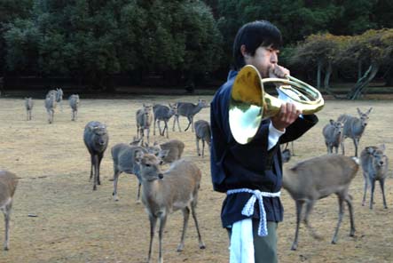 ◆師走の「鹿寄せ」　今日から始まる_a0100742_10345164.jpg