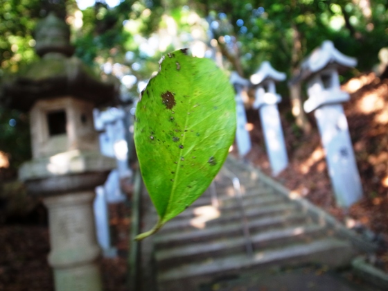 いろんな神社にて_e0158743_20302344.jpg