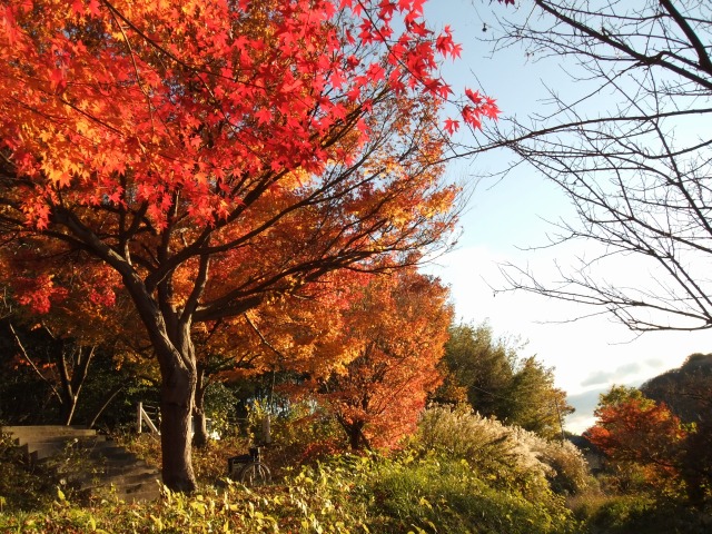 今年も「竜田川紅葉祭り」に・・・_f0068649_2285337.jpg