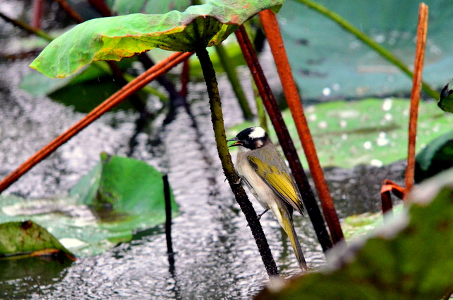 b0165760_21243436.jpg