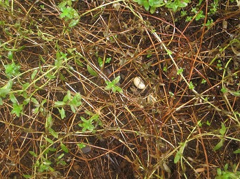 c0133361_14431247.jpg