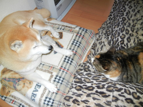 ’12,12,1(土)今日から12月~!_f0060461_15175383.jpg
