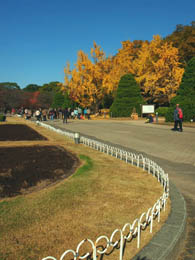 京都府立植物園の晩秋　イチョウ_b0160363_10335960.jpg