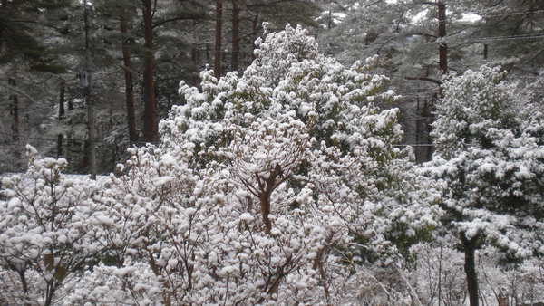 安曇野按針山荘　　雪景色　　　　　　カブプロ１１０のスタッドレス交換_b0222066_11275625.jpg