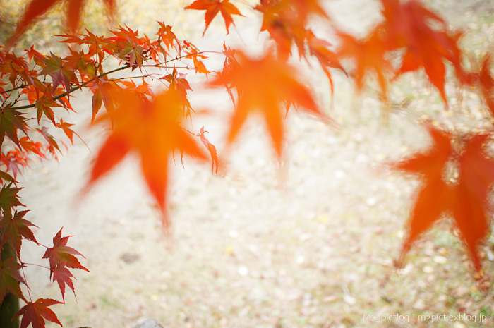 彩もみじ NEX-5N編_e0097970_2254494.jpg