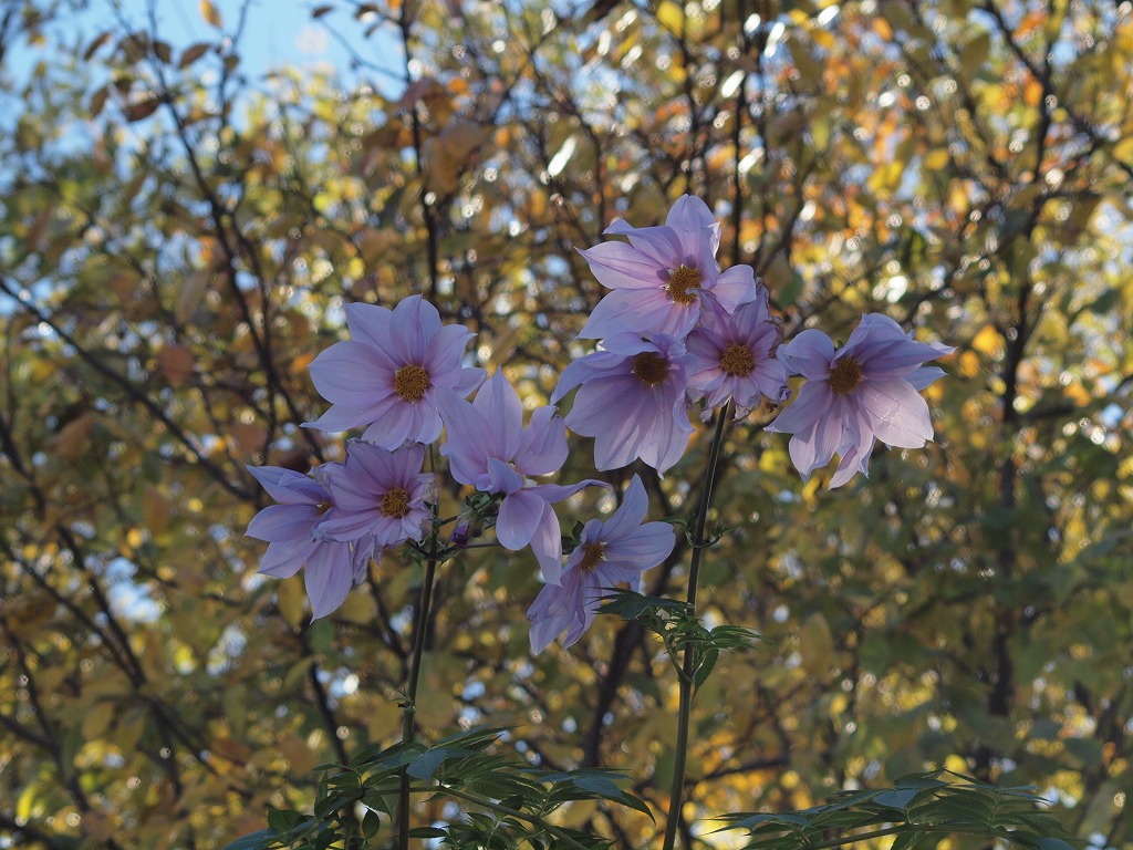 『花を眺めて花散歩・・・』_d0054276_2050317.jpg