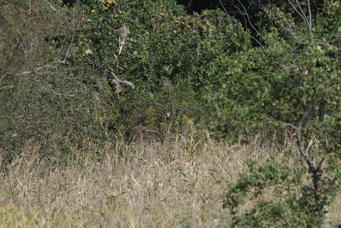 a0167480_972168.jpg