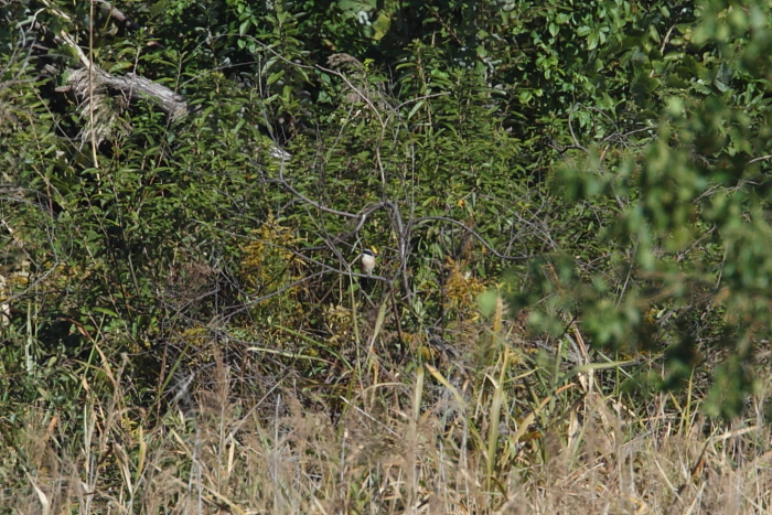 a0167480_973170.jpg