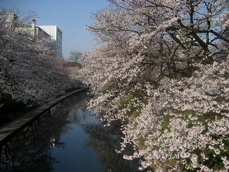 富山　松川の桜とチンドン祭り_c0229483_21195032.jpg