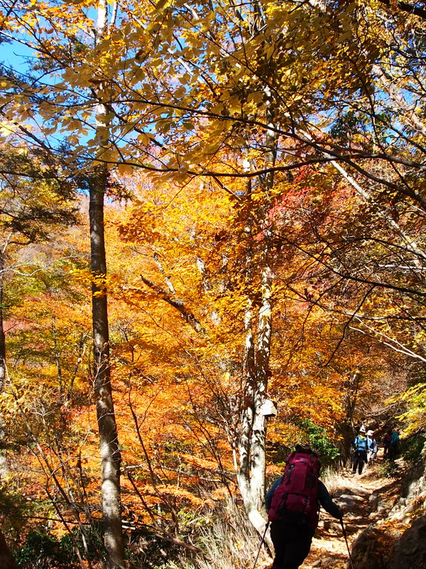 晩秋の雲取山へ　（3）　　紅葉と富士山パワー_e0195587_2013358.jpg