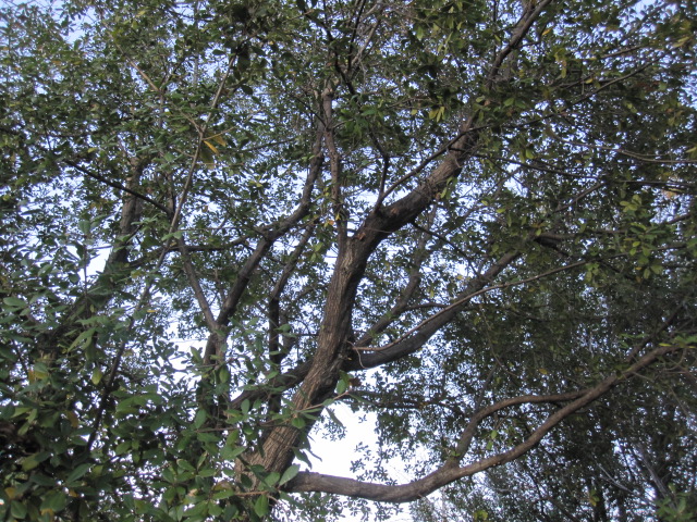 a0145798_1853620.jpg