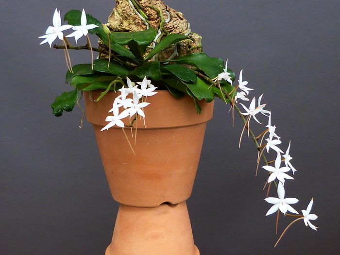 Aerangis biloba : 花咲か父さん 洋らん栽培 Aerangis biloba : 花咲か父さん 洋らん栽培