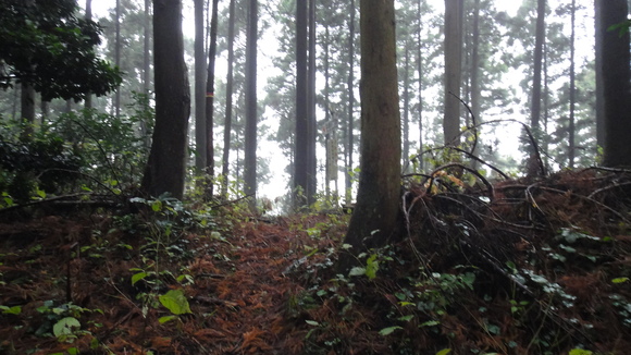 雷山　晩秋の新ルート_f0036700_14233644.jpg