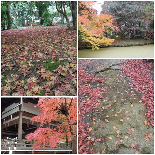 遅ればせの紅葉_c0149408_1336474.jpg