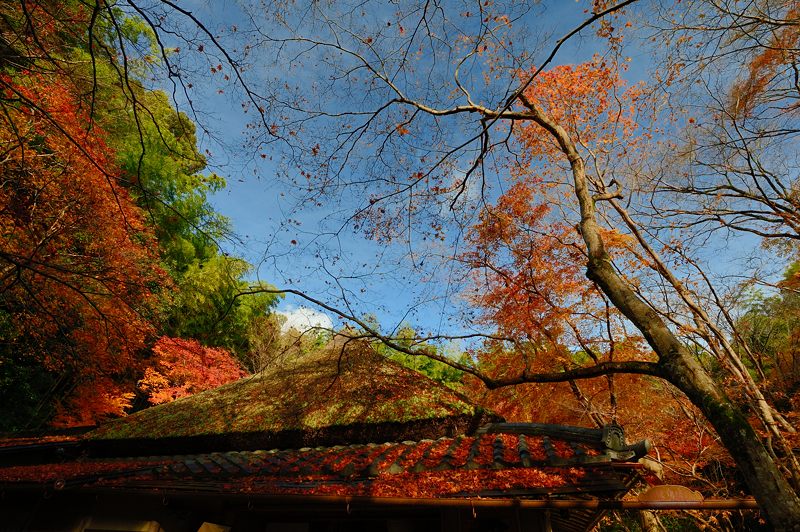 2012京都の紅葉・祇王寺_f0032011_171013.jpg