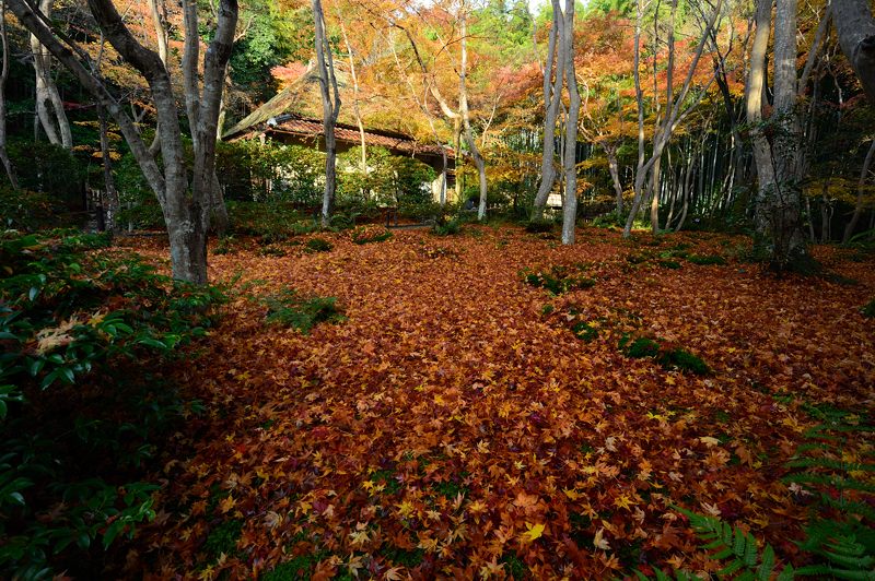 2012京都の紅葉・祇王寺_f0032011_179321.jpg