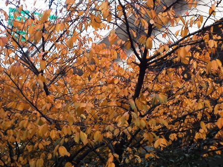 紅葉　横浜緋桜と元町公園の桜_e0117613_8523587.jpg