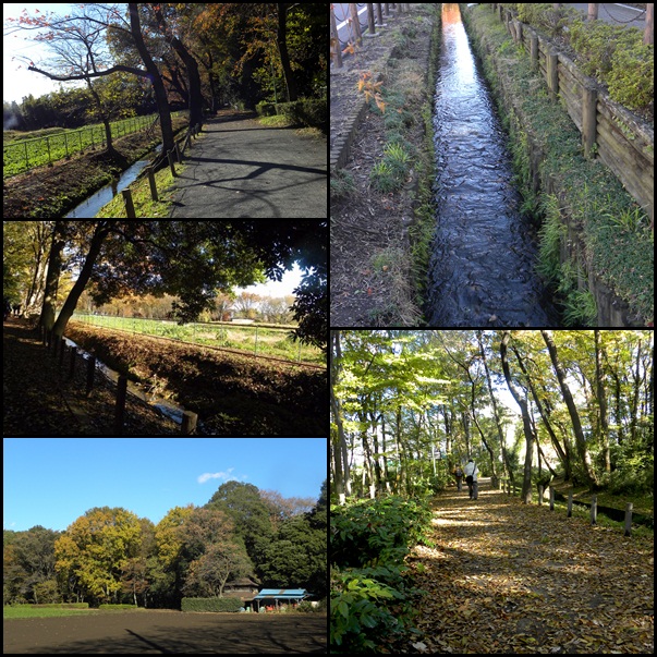 野火止用水から平林寺_c0073016_1152513.jpg