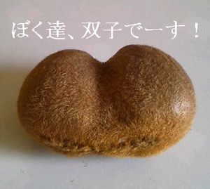 双子のキウイ_e0234016_21153545.jpg
