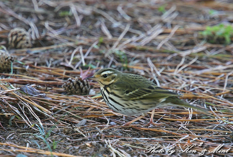 e0218518_2335590.jpg
