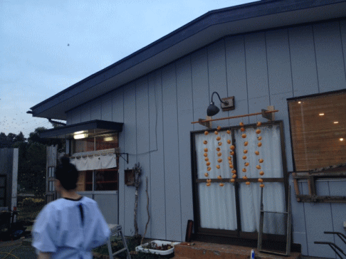 干し柿吊るしました_a0251920_1171467.gif