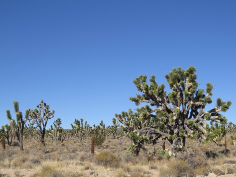 a0097322_5551979.jpg