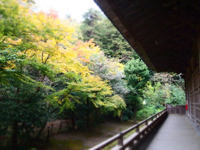 b0177323_2052280.jpg